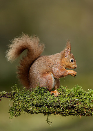 Red Squirrel Sciurus vulgaris