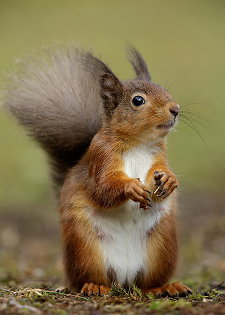 Red Squirrel Sciurus vulgaris