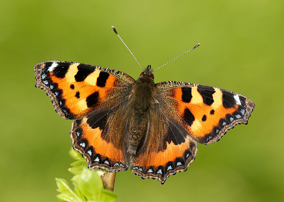 Small Tortoiseshell Aglais urticae