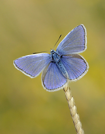 Common Blue Polyommatus icarus