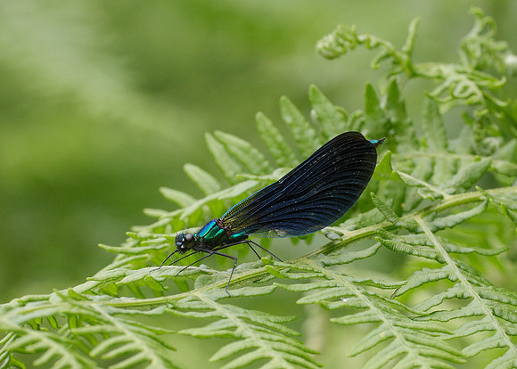 Beautiful Demoiselle Calopteryx virgo