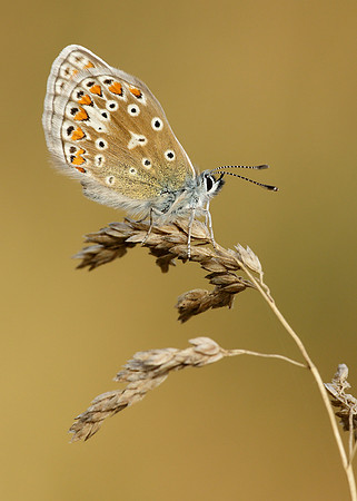 Common Blue Polyommatus icarus
