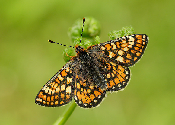 Marsh Fritillary Euphydryas aurinia