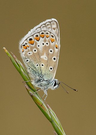 Common Blue Polyommatus icarus