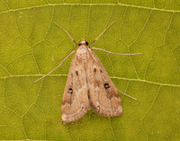 63.117 BF1348 Ringed China-mark Parapoynx stratiotata