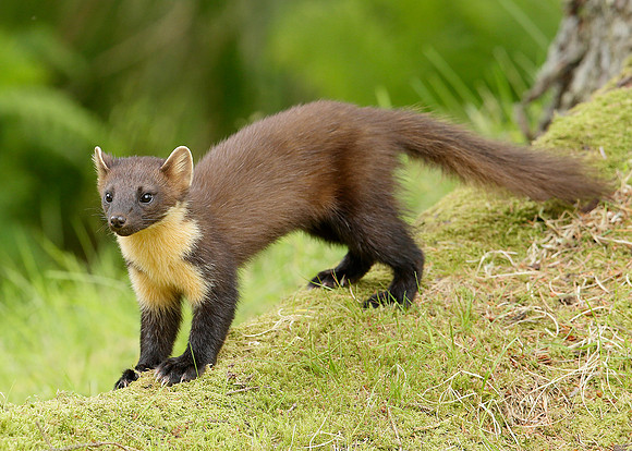 Pine Marten Martes martes
