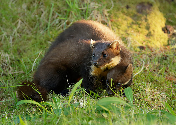 Pine Marten Martes martes