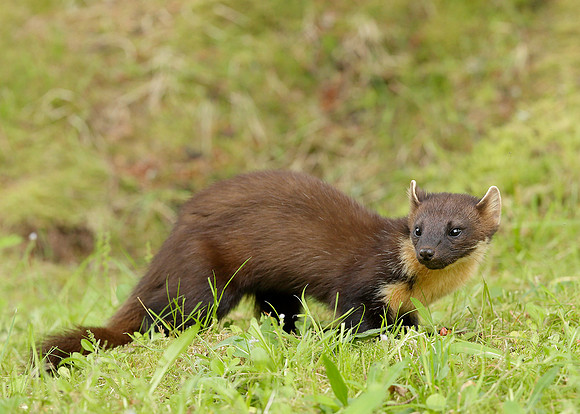 Pine Marten Martes martes