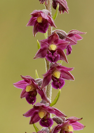 Dark Red Helleborine Epipactis atrorubens
