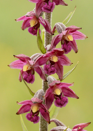 Dark Red Helleborine Epipactis atrorubens
