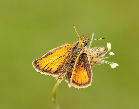 Essex Skipper Thymelicus lineola