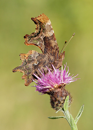Comma Polygonia c-album