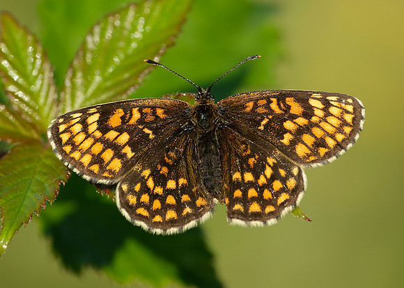Heath Fritillary Melitaea athalia