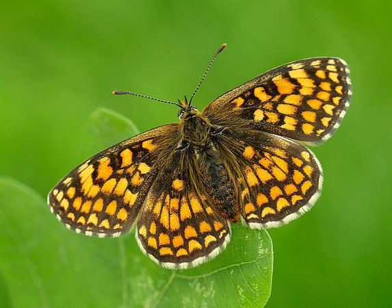 Heath Fritillary Melitaea athalia