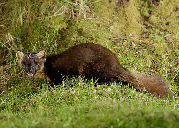 Pine Marten Martes martes