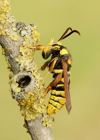 52.002 BF0370 Hornet Moth Sesia apiformis