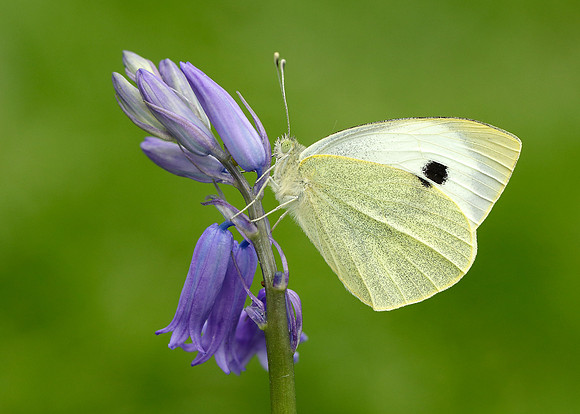 Large White Pieris brassicae