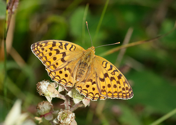 High Brown Fritillary Argynnis adippe