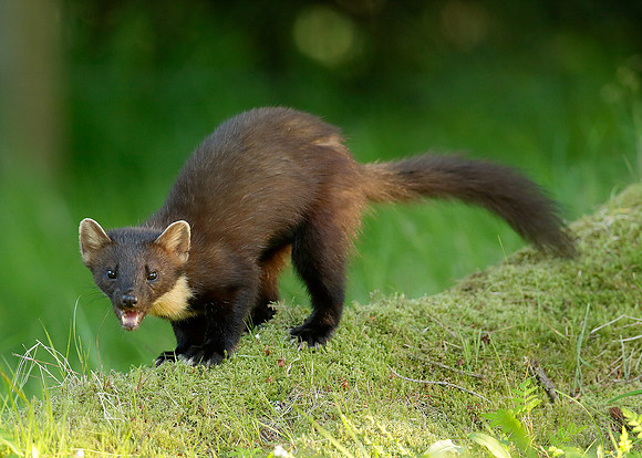 Pine Marten Martes martes