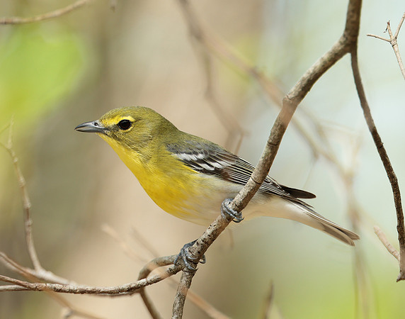 Yellow-throated Vireo Vireo flavifrons