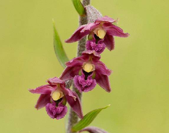 Dark Red Helleborine Epipactis atrorubens