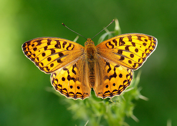 High Brown Fritillary Argynnis adippe
