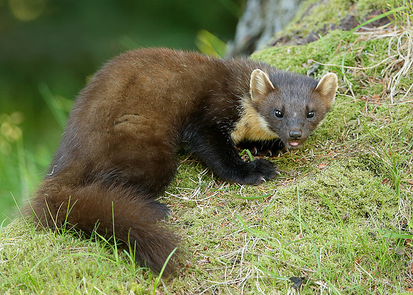 Pine Marten Martes martes