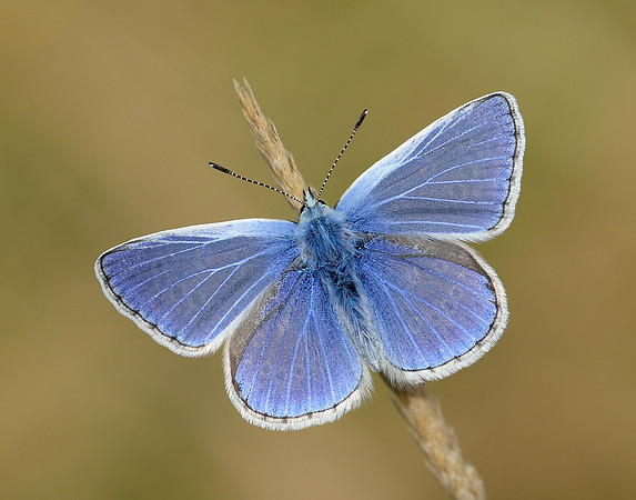 Common Blue Polyommatus icarus