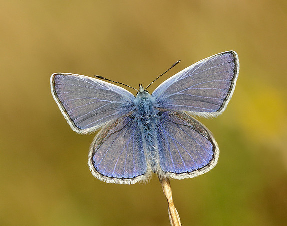 Common Blue Polyommatus icarus