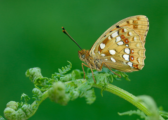 High Brown Fritillary Argynnis adippe