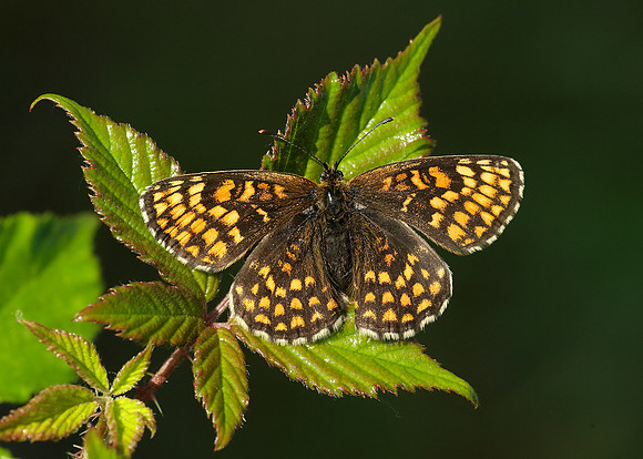 Heath Fritillary Melitaea athalia