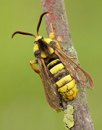 52.002 BF0370 Hornet Moth Sesia apiformis