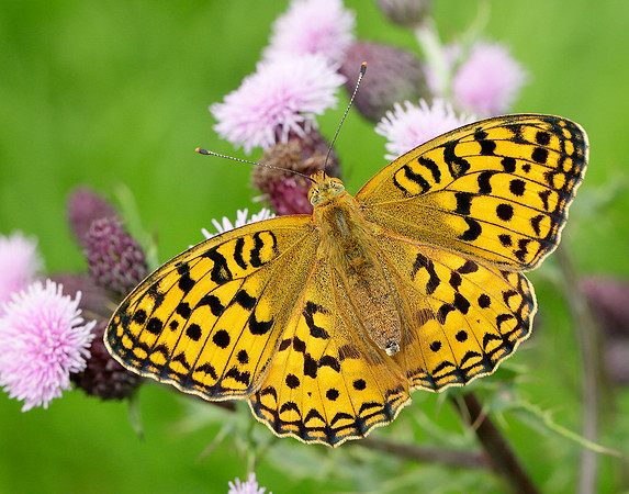 High Brown Fritillary Argynnis adippe