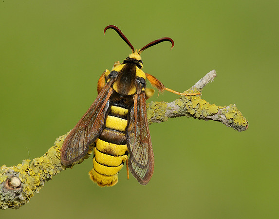 52.002 BF0370 Hornet Moth Sesia apiformis