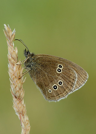 Ringlet Aphantopus hyperantus