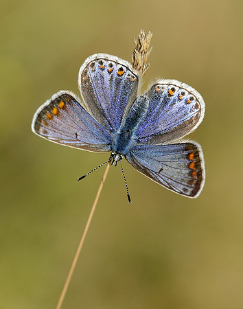 Common Blue Polyommatus icarus