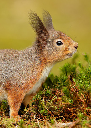 Red Squirrel Sciurus vulgaris