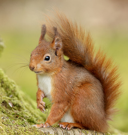 Red Squirrel Sciurus vulgaris