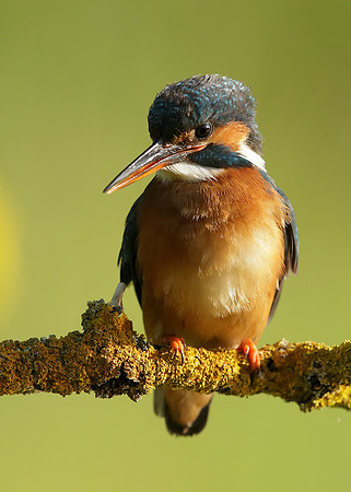 Kingfisher Alcedo atthis