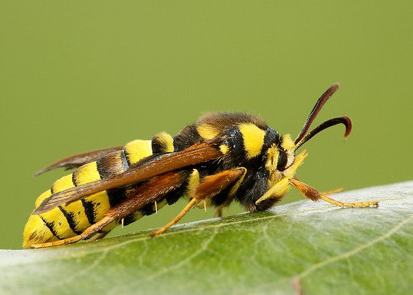 52.002 BF0370 Hornet Moth Sesia apiformis