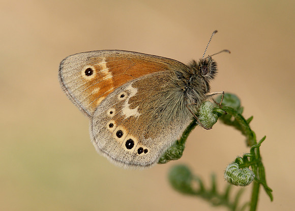 Large Heath Coenonympha tullia polydama