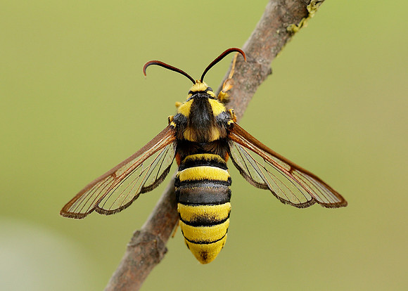 52.002 BF0370 Hornet Moth Sesia apiformis