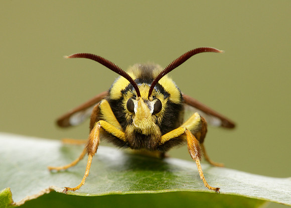 52.002 BF0370 Hornet Moth Sesia apiformis