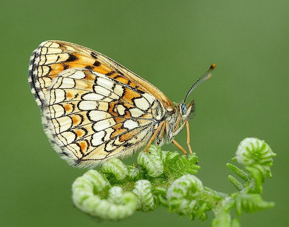 Heath Fritillary Melitaea athalia