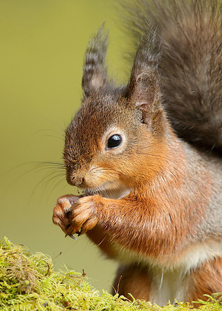 Red Squirrel Sciurus vulgaris