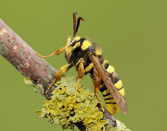 52.002 BF0370 Hornet Moth Sesia apiformis