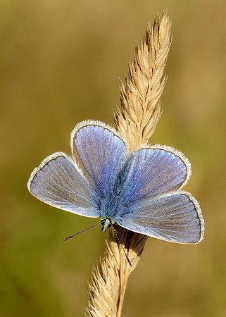Common Blue Polyommatus icarus