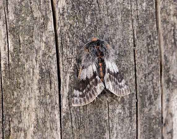 70.249 BF1929 Rannoch Brindled Beauty Lycia lapponaria