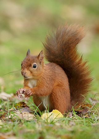 Red Squirrel Sciurus vulgaris