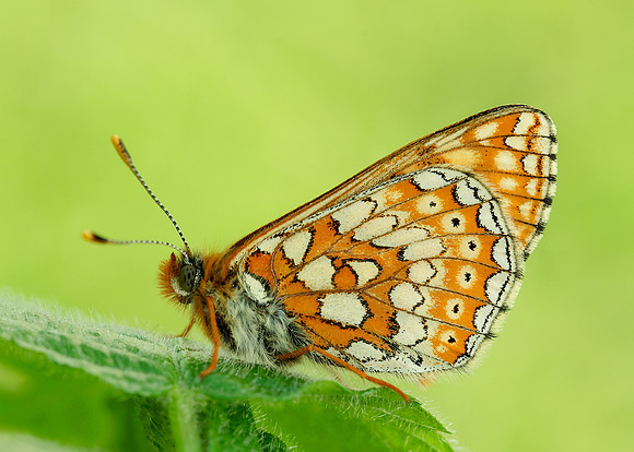 Marsh Fritillary Euphydryas aurinia